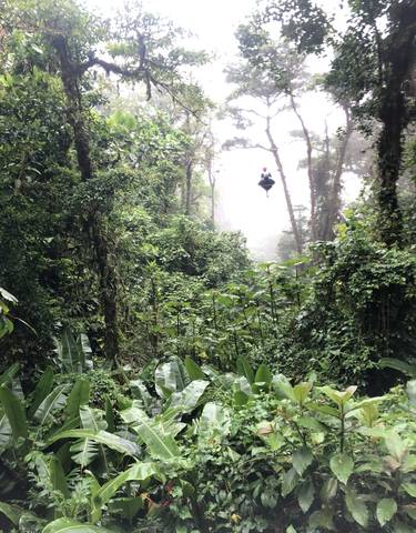 A person ziplining through a dense forest.