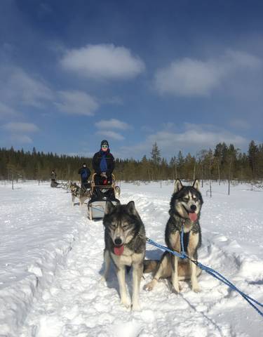 Person sledding with huskies in snowy landscape.