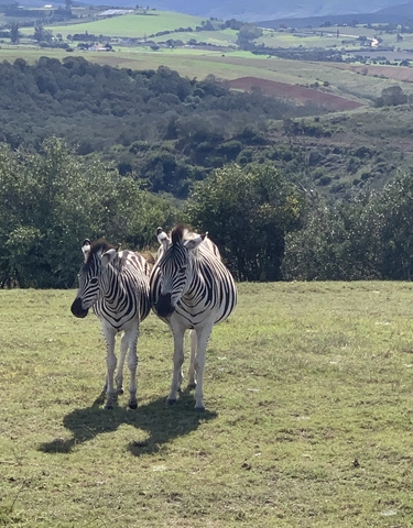 Two zebras standing on grass, with trees in the background.