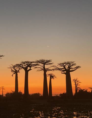 Baobab trees silhouetted against an orange sunset.
