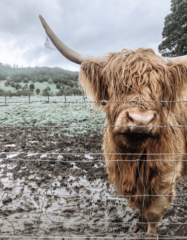 Close-up of a Scottish Highland cow behind a barbed wire fence.