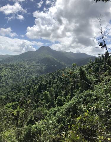 Mountainous landscape with lush forests.