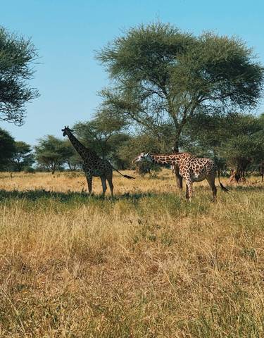 Two giraffes standing in a grassy field under acacia trees.
