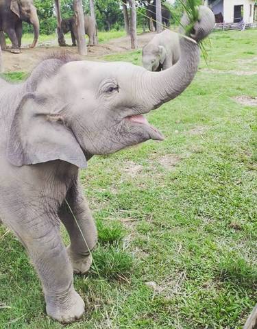 Young elephant standing in grassy area.