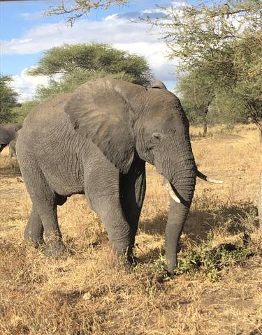 Close-up of an elephant in the savanna.