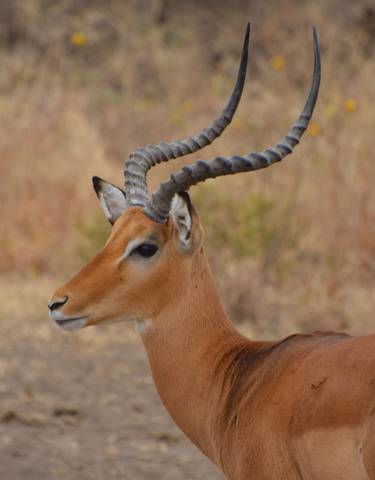Side profile of an antelope with large horns in dry grassland.