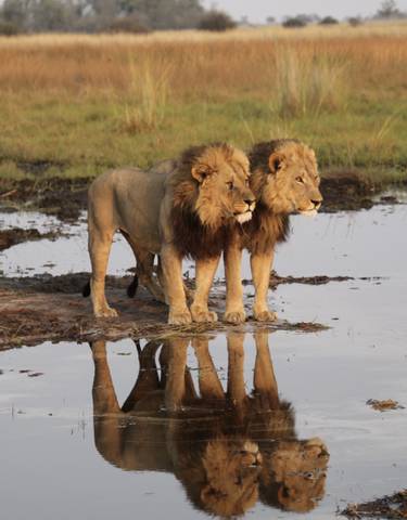 Two lions standing near a water body with reflections.