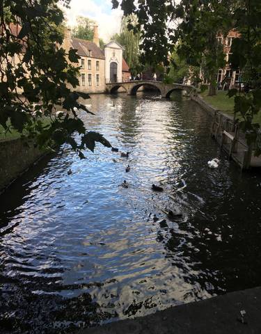 Ducks swimming in a calm canal surrounded by trees.