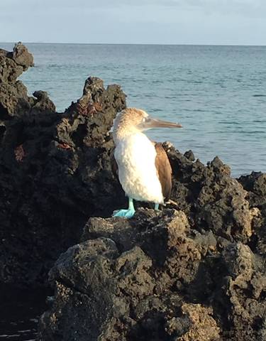Blue-footed booby bird on rocky terrain.