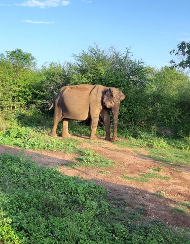 An elephant standing in a lush green environment.