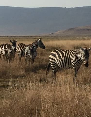 Group of zebras standing in tall grasslands.