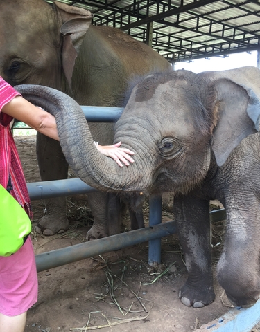 A person petting a baby elephant's trunk in a sanctuary.