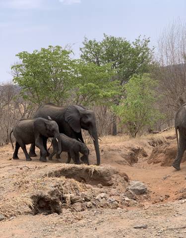Family of elephants walking through a dry landscape with sparse vegetation.
