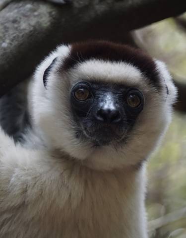 Close-up of a curious-looking lemur.