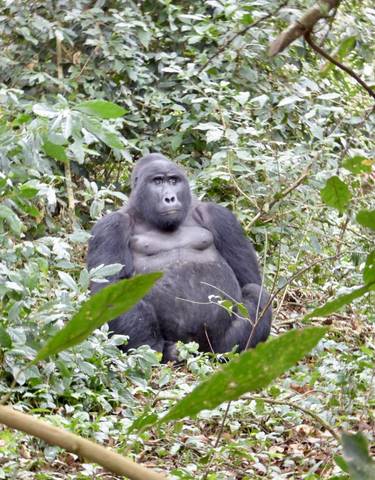 Gorilla sitting among dense foliage.