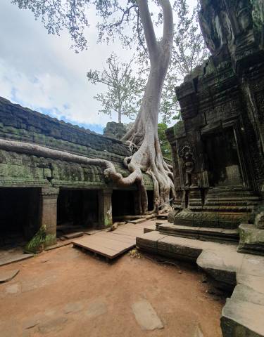 Ancient temple ruins with tree roots growing over them.