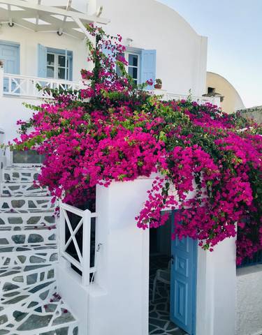 Colorful flowers covering a white building in a charming setting.