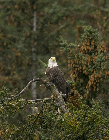 Bald eagle perched on a tree branch in a forest setting.