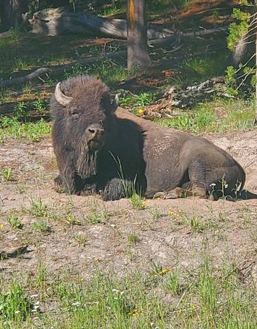 A bison resting on a grassy area in a national park.