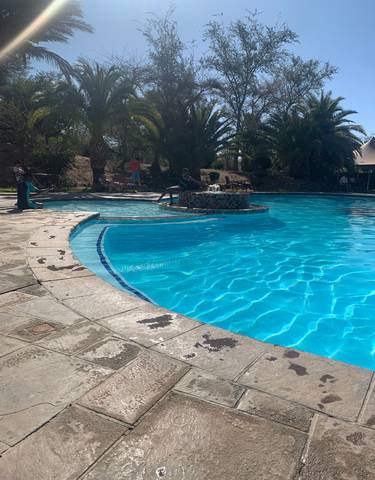 Swimming pool surrounded by palm trees and a clear sky.