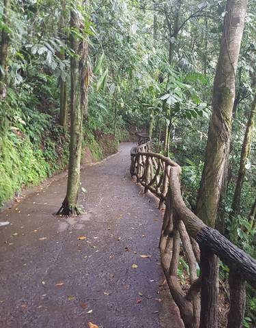 A winding path in a dense forest setting.