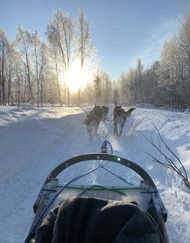 Dog sled team racing through a snowy forest.