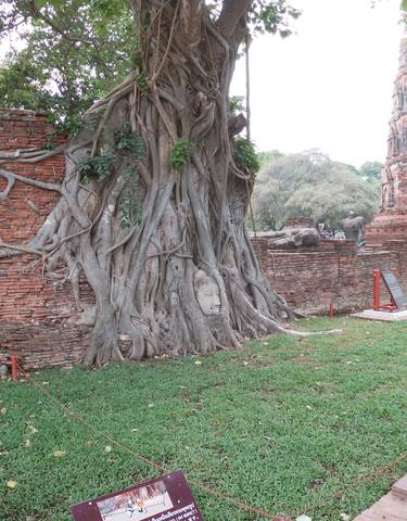 Buddha head entangled in tree roots.