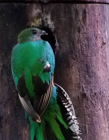 A colorful bird clinging to a tree trunk.