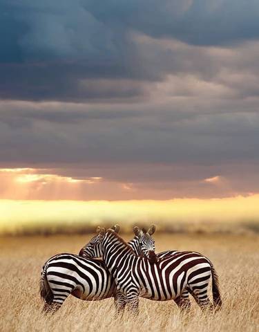 Sunset sky with clouds above the savannah with zebras visible.