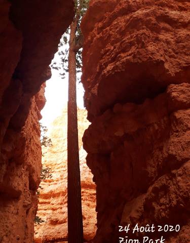 Tree growing between high canyon walls.