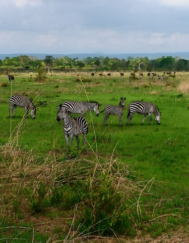 Group of zebras grazing in a green field with other animals.