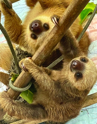 Close-up of two sloths hanging from branches.
