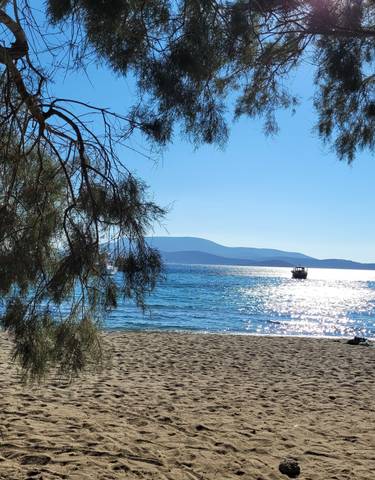 Sandy beach with trees overlooking the ocean.