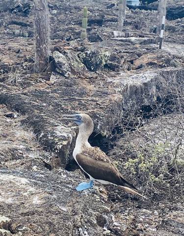 A blue-footed booby standing on rocky ground.