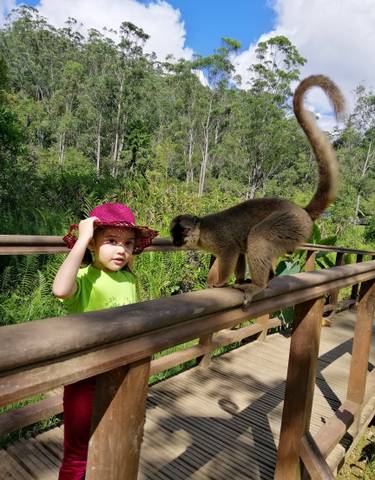 Child interacting with a lemur on a wooden railing.