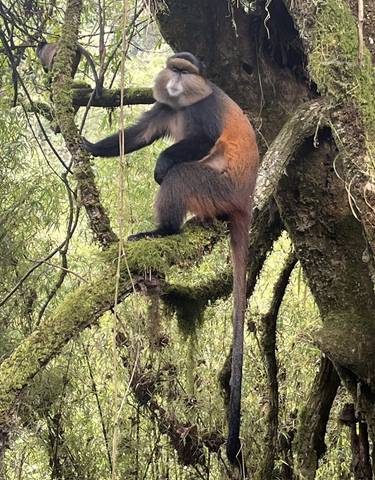 Primate perched on a mossy tree branch.
