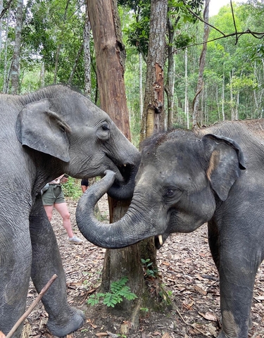 Two elephants playfully interacting in a forest.