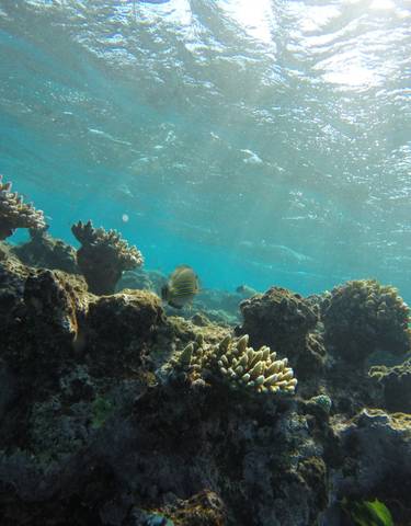 Underwater view of coral reefs and marine life