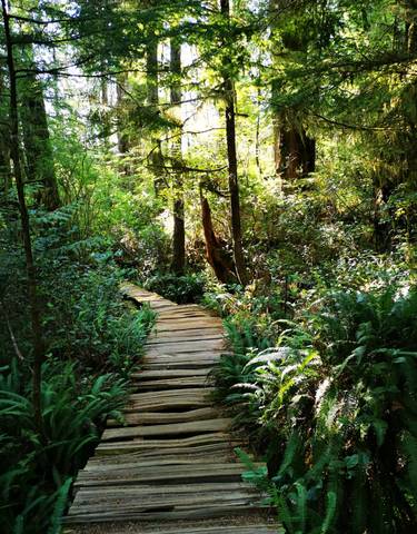 A wooden pathway through lush forest.