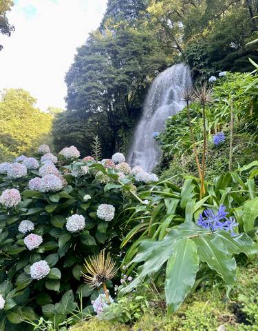 Hydrangea flowers with a waterfall in the background.