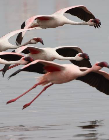 Flamingos taking flight over water.