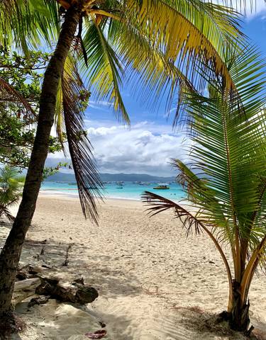 Tropical beach with turquoise water and palm trees.
