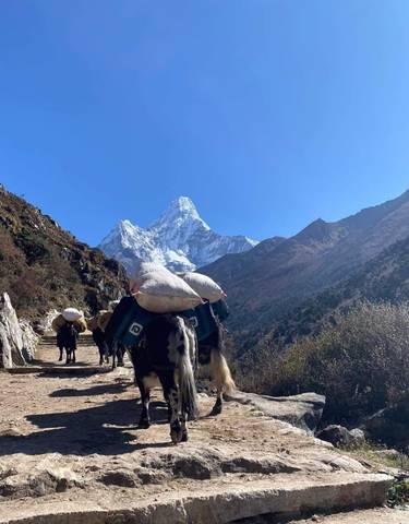 Caravan of yaks on a mountain trail with a snow-capped peak in the background.