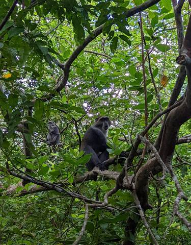 Monkeys sitting in a tree in a forest.