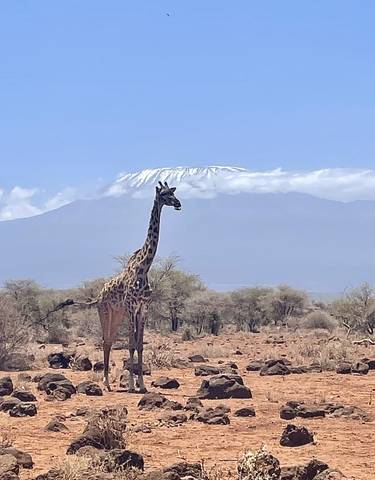 Giraffe with Mount Kilimanjaro in the background.