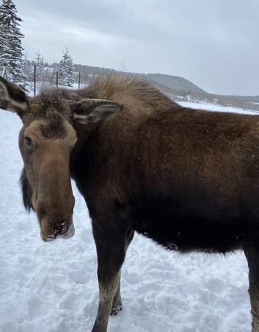 Moose standing in a snowy forested setting.