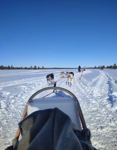 Dog sledding adventure through snowy landscape.