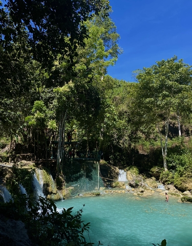A vibrant green forest with a bright blue sky.