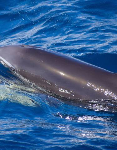 Dolphin swimming in clear blue water.
