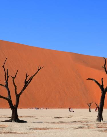 Tall sand dunes with dead trees in the foreground.